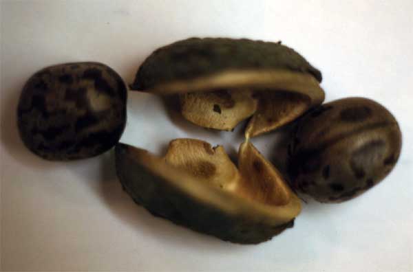 rubber seeds photo