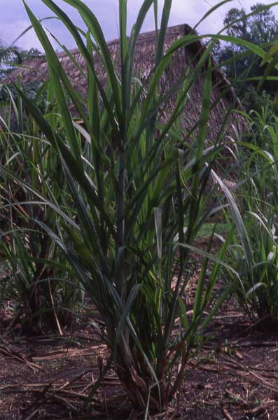 sugar cane photo