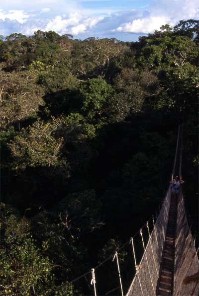 canopy walkway photo