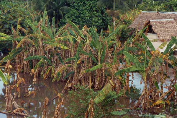 flooded banana grove photo