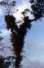 epiphytes on tree photo (2)