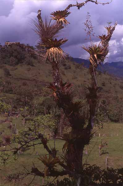epiphytes on mountain tree photo