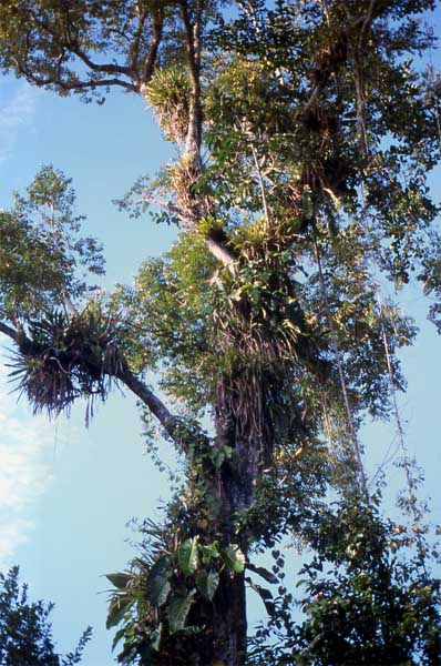 epiphytes on tree photo