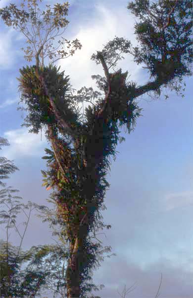 epiphytes on tree photo