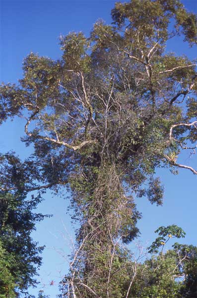 epiphytes on tree photo