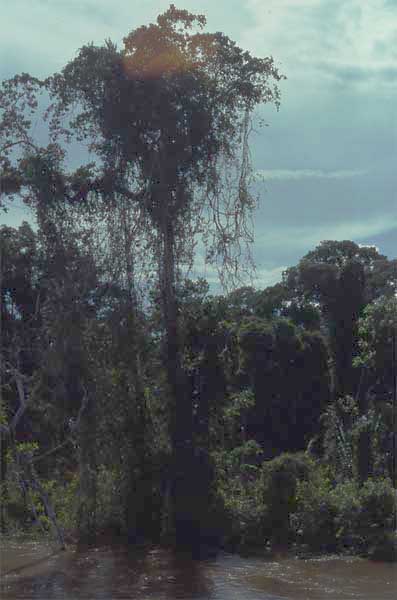 epiphytes on tree photo