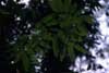 epiphytic ferns photo