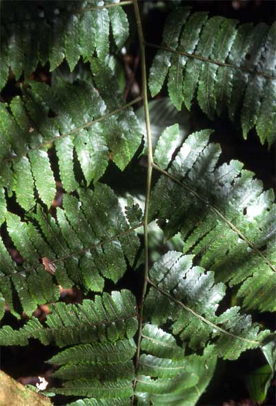 fern leaf photo