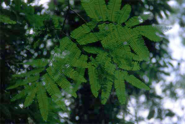 epiphytic ferns photo