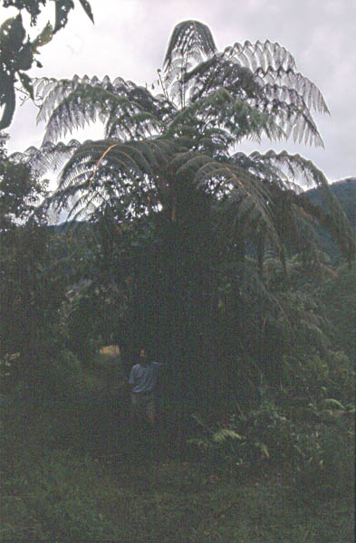 tree fern photo