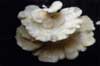 oyster mushroom photo