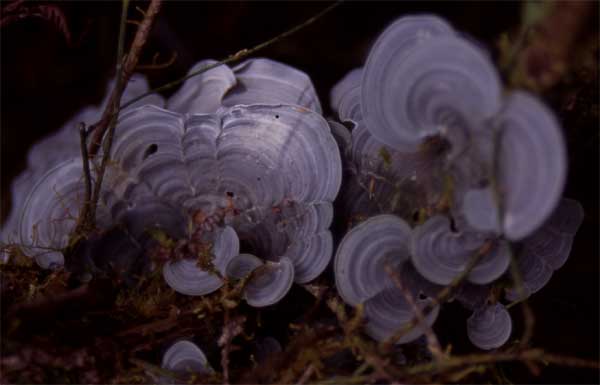 gray fungus photo