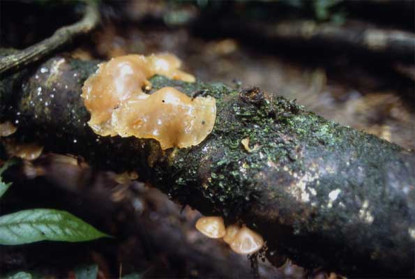 jelly fungus photo