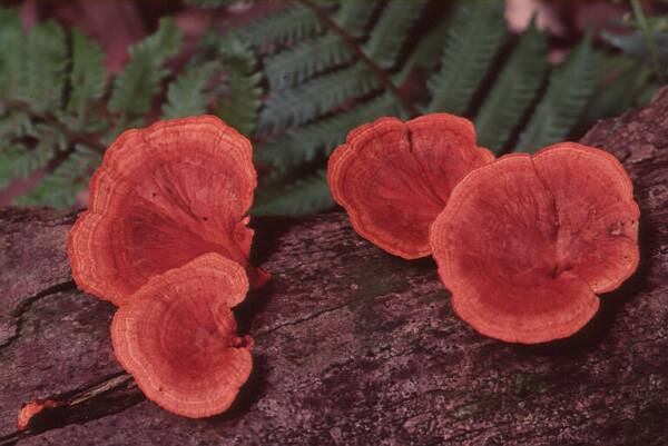 red fungus photo