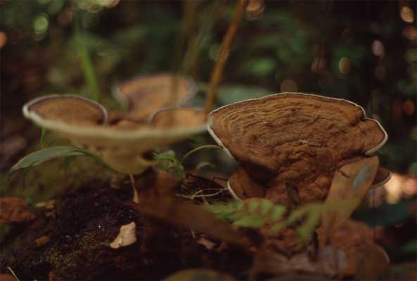 polypore fungus photo