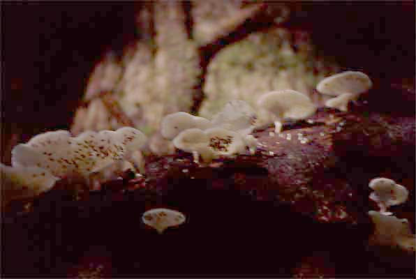 white fungus photo