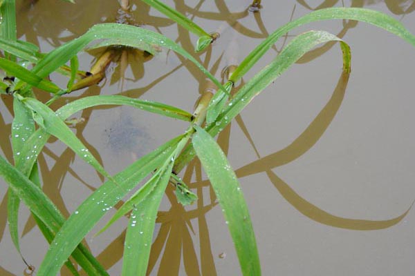 grass blades photo