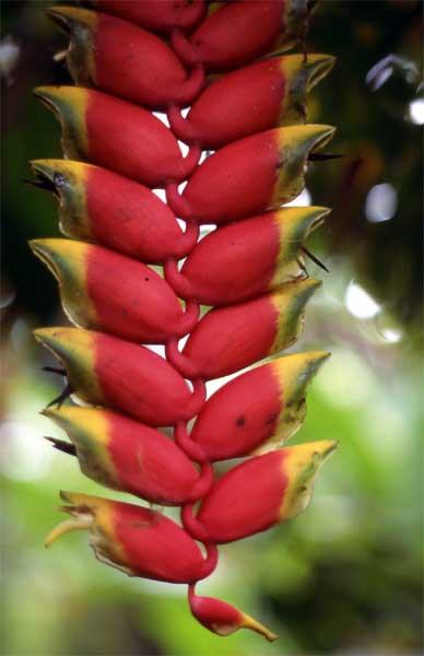 heliconia rostrata photo