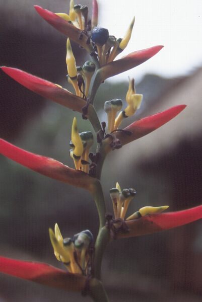 Heliconia psittacorum relative photo