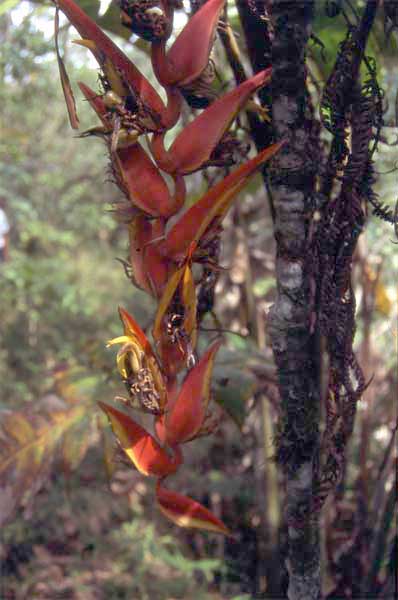 Heliconia rostrata photo