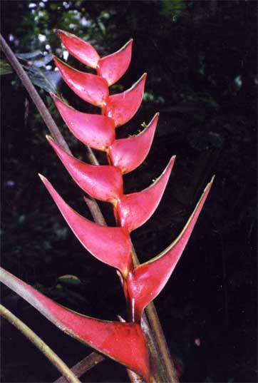 heliconia ortotricha photo