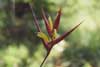 Heliconia psittacorum photo