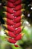 Heliconia rostrata photo