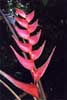 Heliconia ortotricha photo