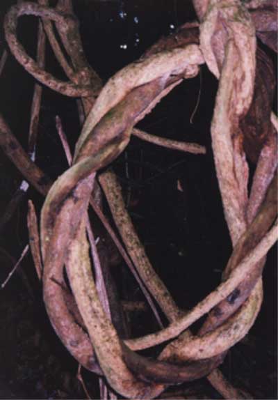 knotted liana photo