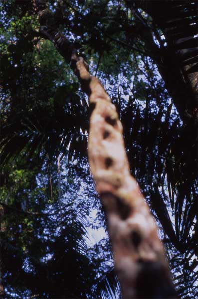 monkey ladder photo