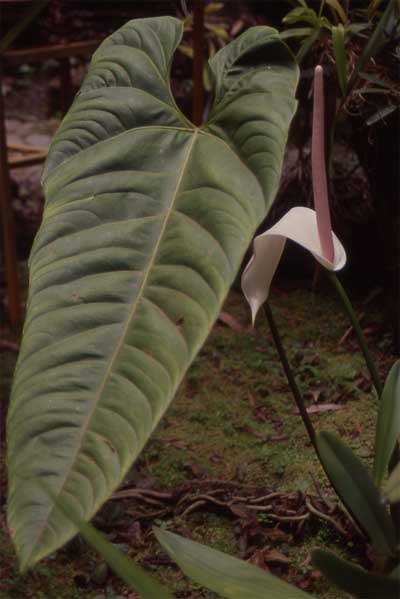 large arum lily photo