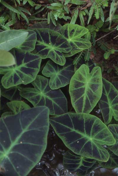 variegated arum lily photo