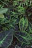 variegated arum photo