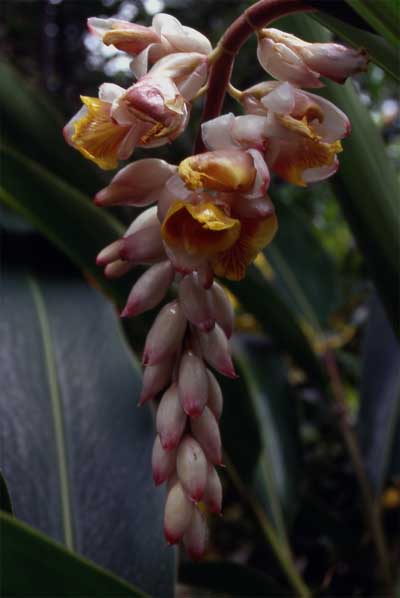 shell ginger flower photo