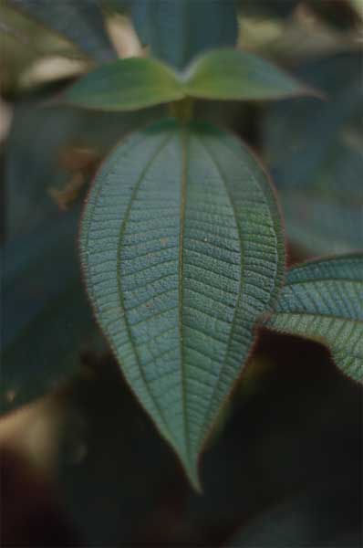 melastoma leaf photo