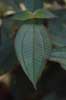Melastoma (Melastomataceae) photo