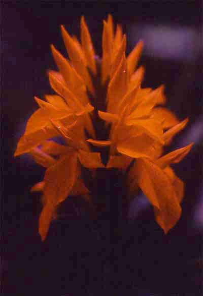 aphelandra flower photo