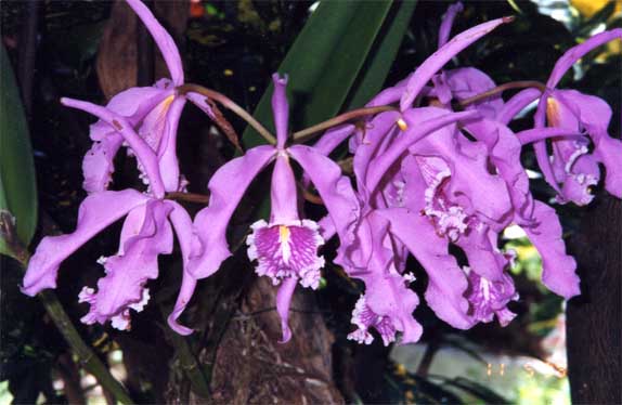 cattleya maxima photo