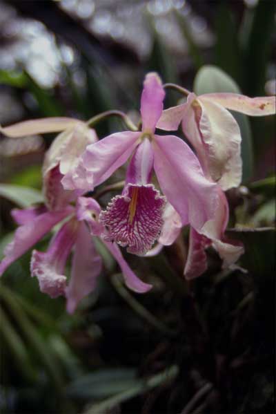 single cattleya photo