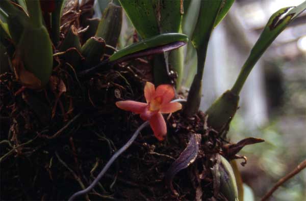 single maxillaria photo