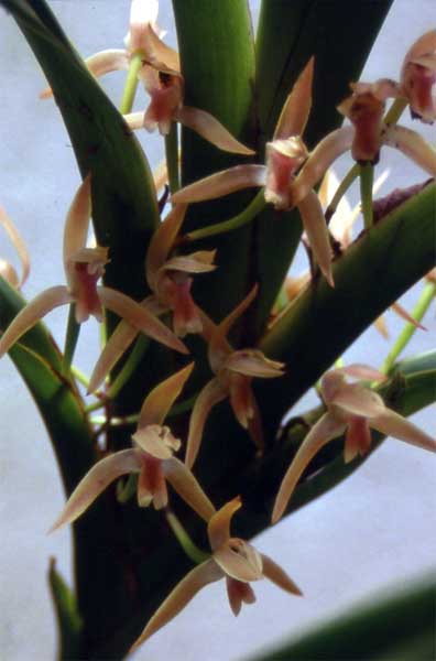 maxillaria group photo
