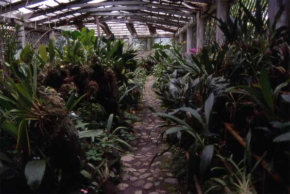 orchid house photo