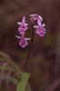 Epidendrum calanthum photo