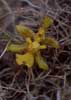 Oncidium (2) photo