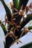 Maxillaria (1) photo