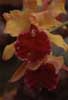 Cattleya hybrid photo
