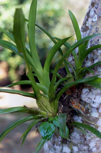 orchid ecology group photo