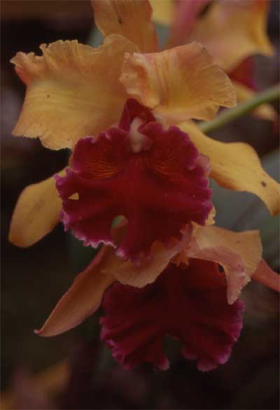 cattleya hybrid photo