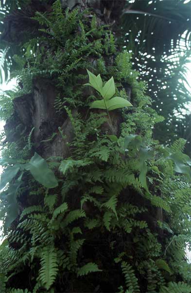 palm epiphytes photo