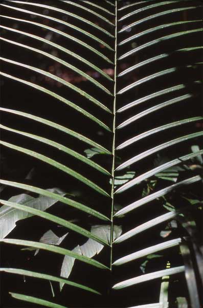 palm leaf photo